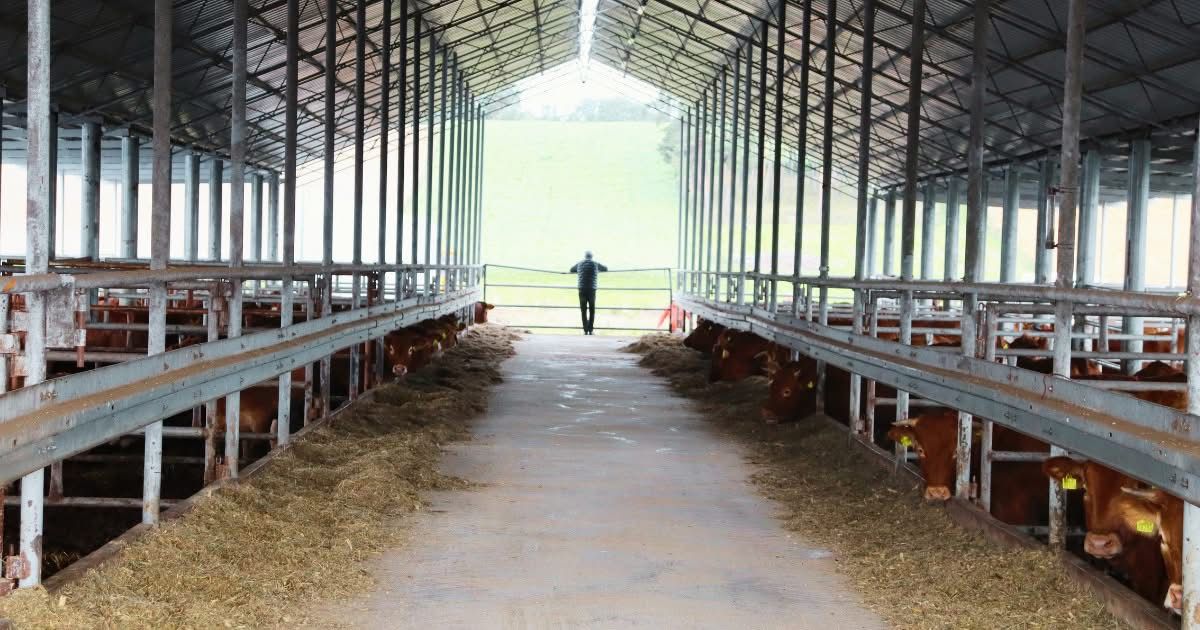 Modern premium livestock facility